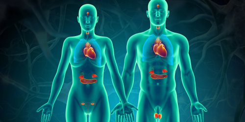Hero_Endocrine